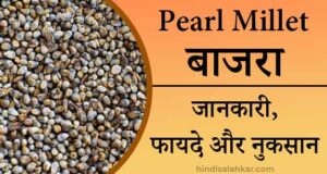 bajra in hindi-pearl-millet