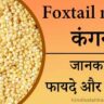 Foxtail millet in hindi explaination